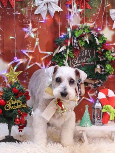 20231224ボルトくん